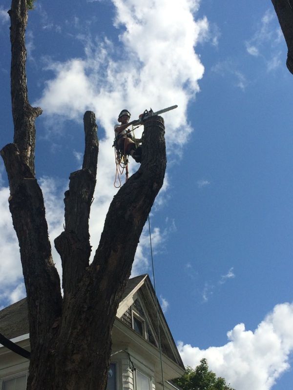 A man is cutting a tree in front of a house
