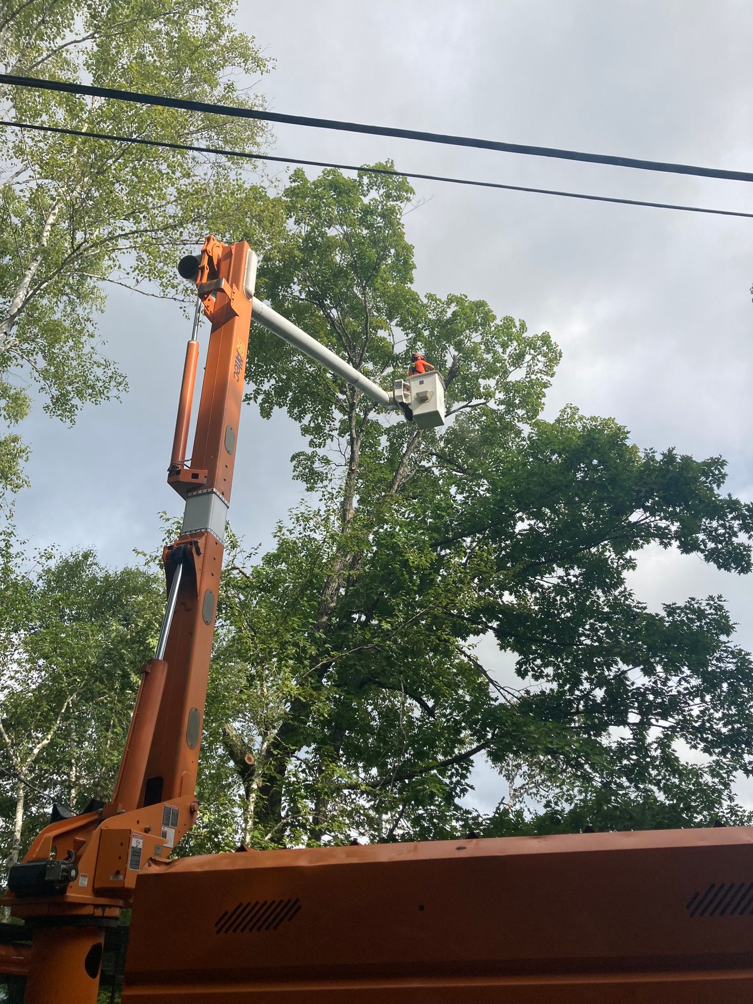 A man is cutting a tree with a crane.