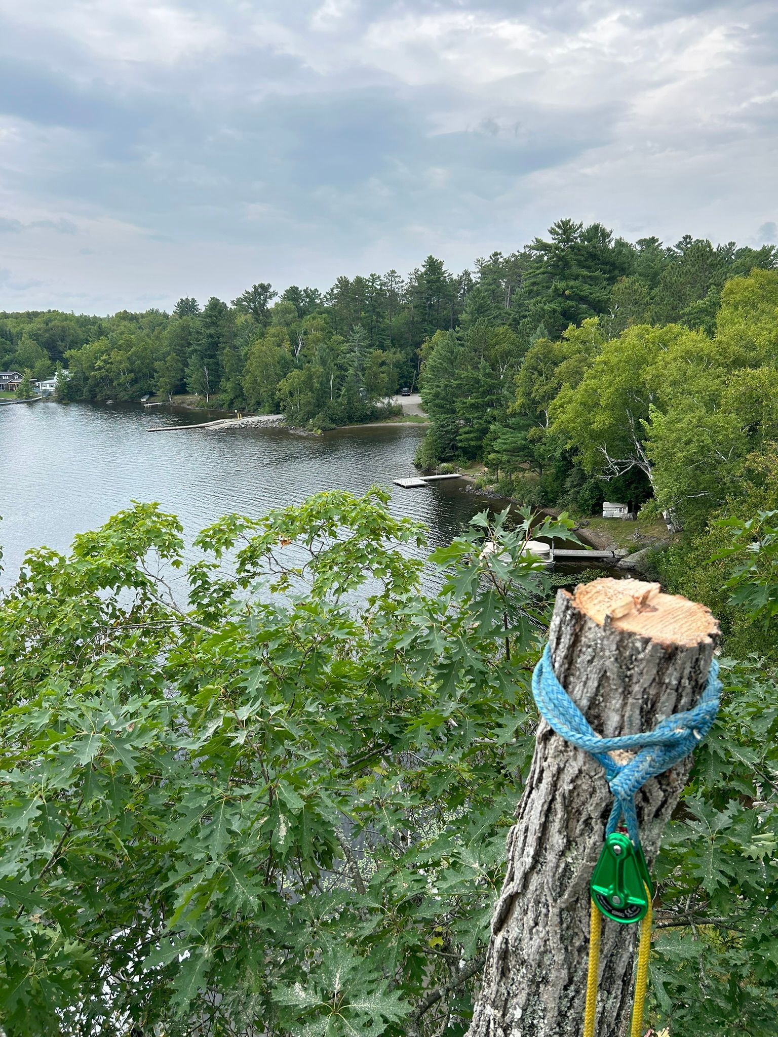 A tree stump with a rope around it and a lake in the background.
