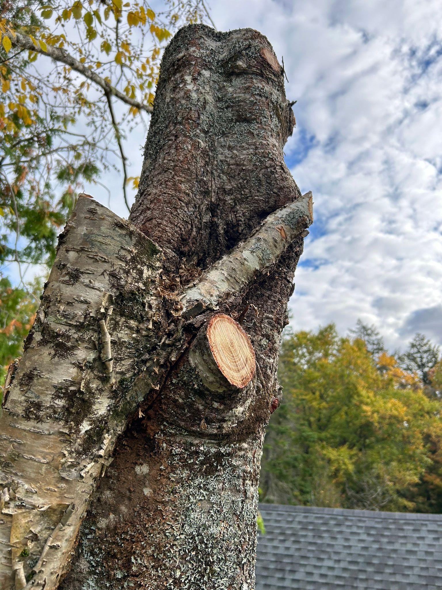 A close up of a tree trunk with a broken branch.