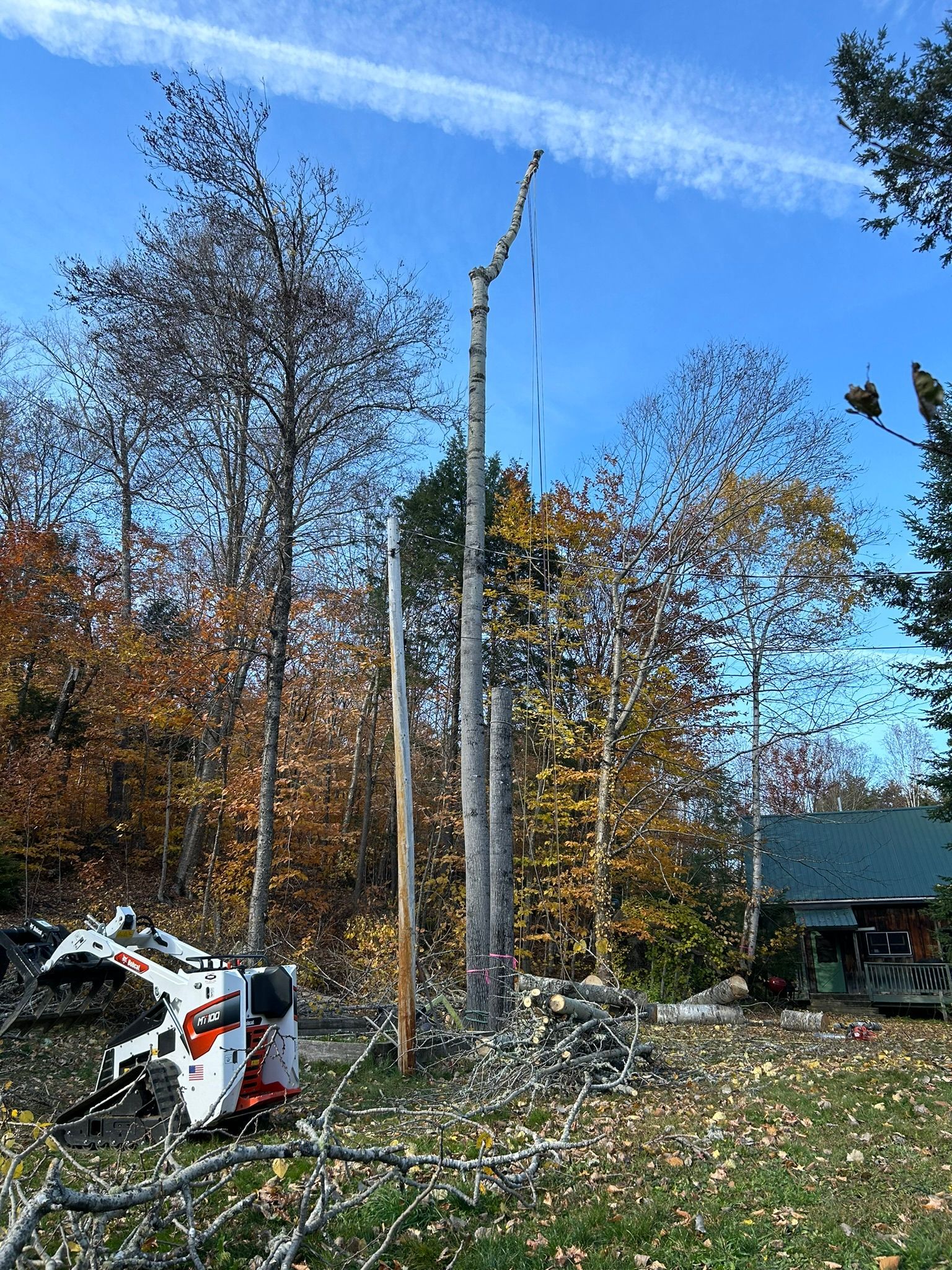 A bobcat is cutting a tree in the woods in front of a house.