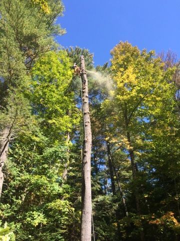 A man is cutting down a tree in the woods.
