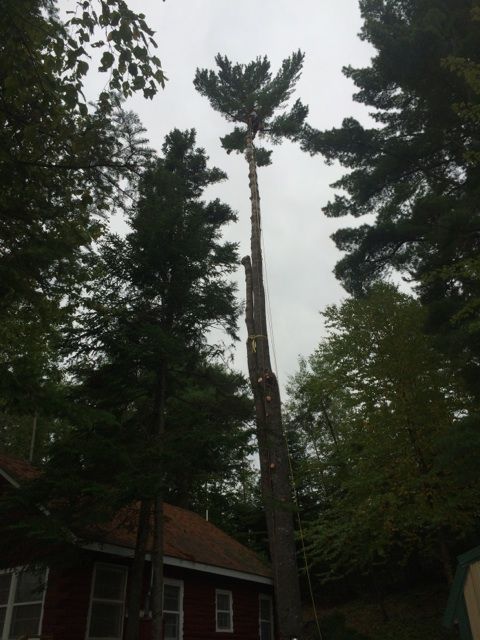 A red house with a large tree in front of it