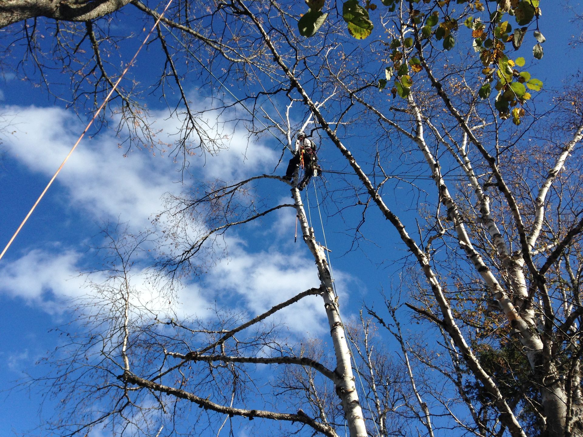 A man is climbing up a tree with a rope.