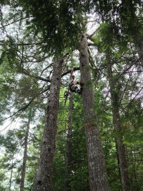 A man is climbing up a tree in the woods.