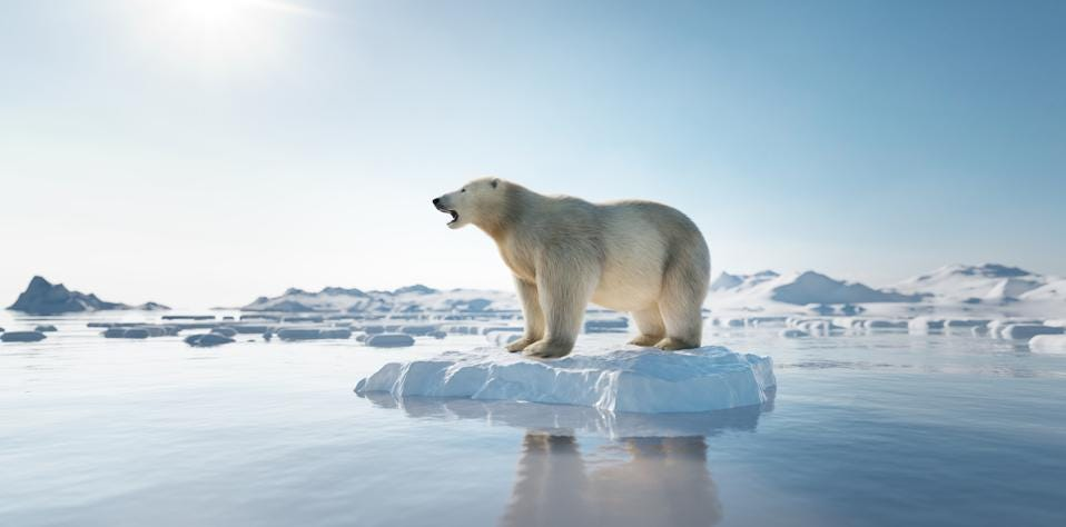 Polar Bear at the Arctic