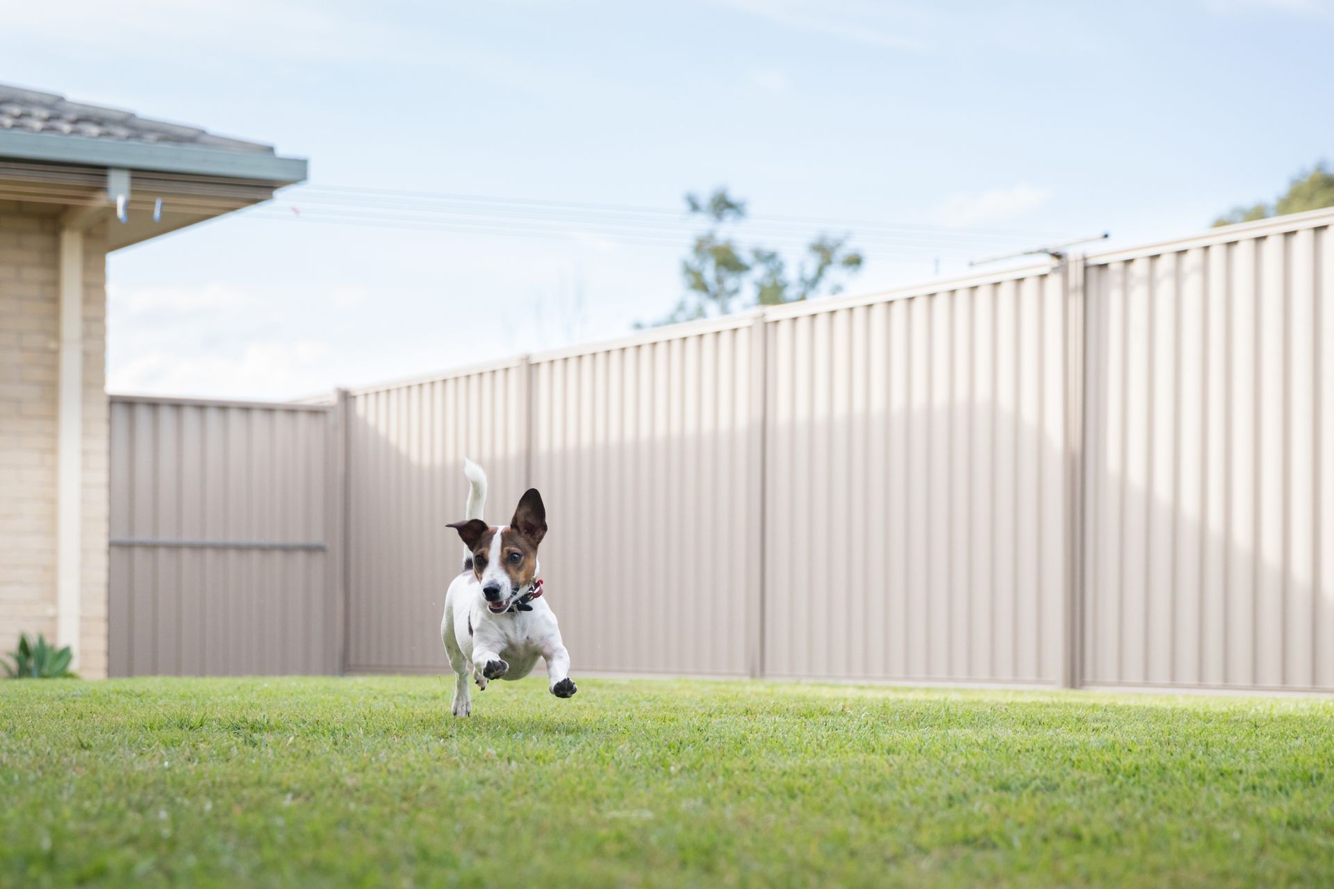 A dog is running in the grass in front of a fence.