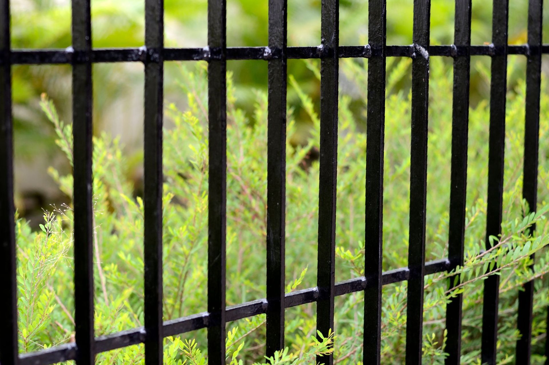 A close up of a black metal fence with a bush in the background.