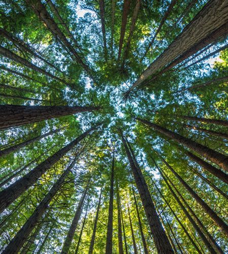 Majestic giant redwood tree scenery