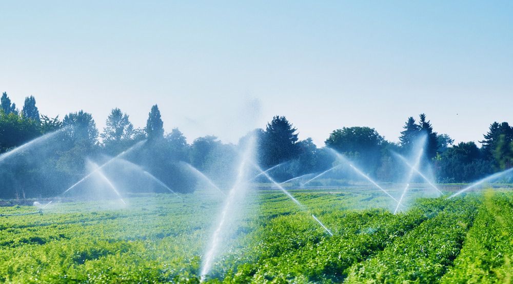 Installed Irrigation System Over The Agricultural Plants — Water Equipment Service in Salamander Bay, NSW