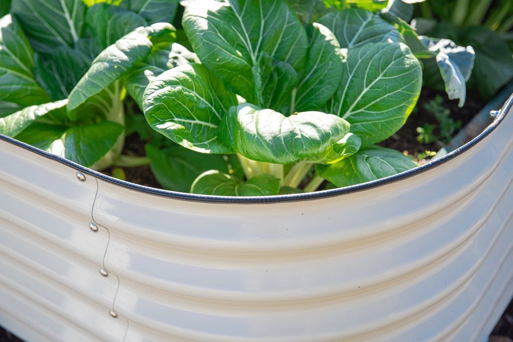 A Close Up of a Plant Growing in a Metal Planter — Foley's Tanks in Woombye, QLD