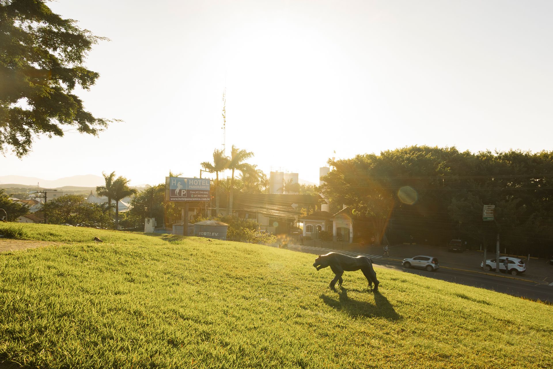 Um cachorro caminha por uma colina gramada banhada de sol, com vista para a cidade e a estrada.
