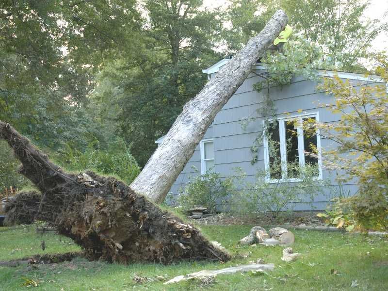 Fallen tree on a house; tree trunk across the roof and large exposed roots on the ground.
