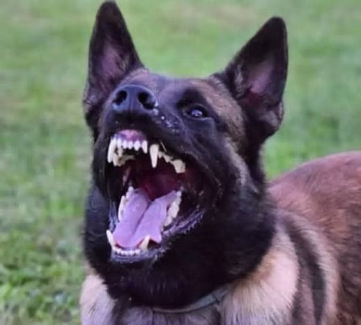 A close up of a dog with its mouth open.
