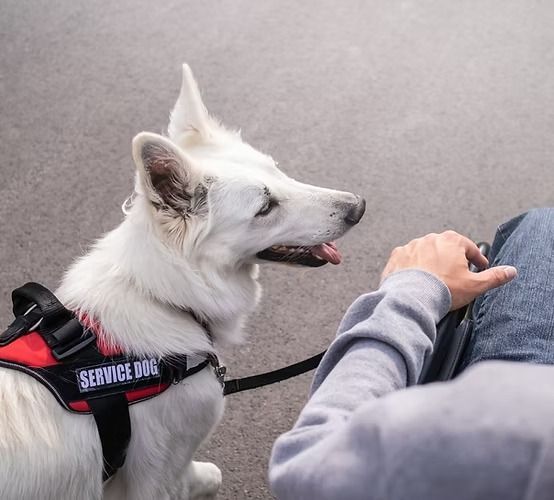 A white service dog wearing a red and black harness