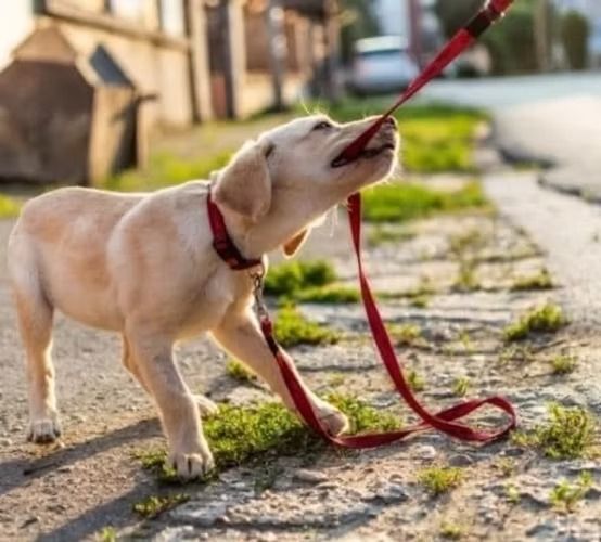 A dog on a leash with its mouth open