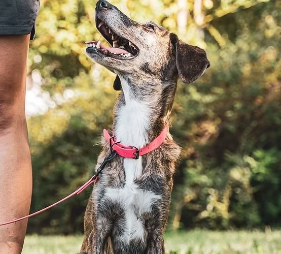 A dog wearing a pink collar is sitting next to a person on a leash.