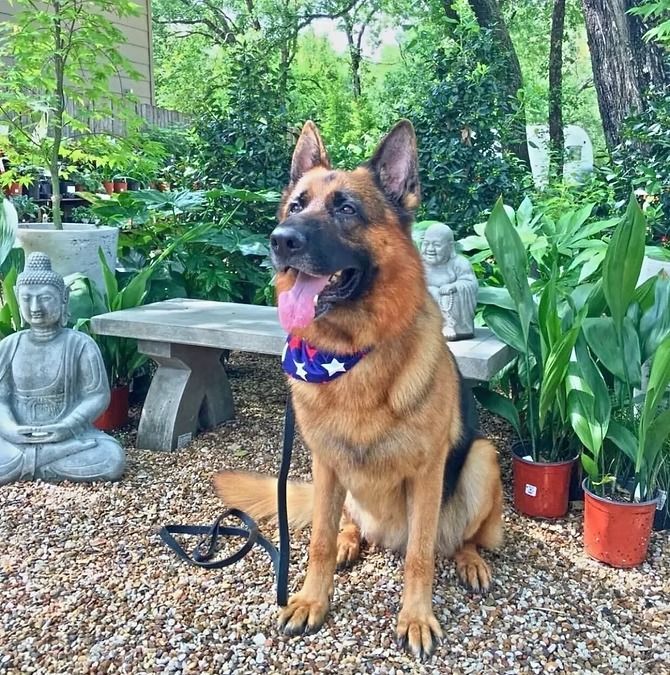 A person is feeding a dog a treat with their hand.