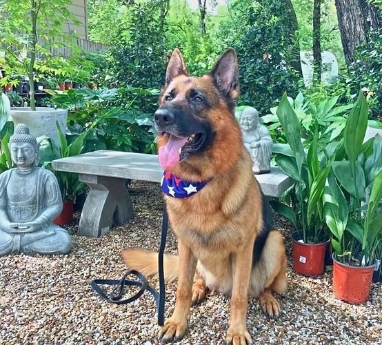 A german shepherd dog wearing a red white and blue collar