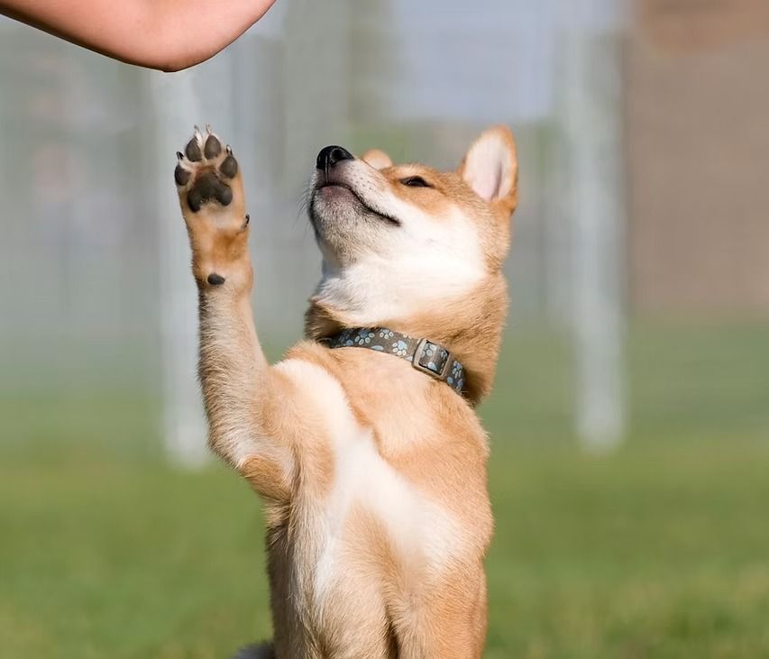 A person is feeding a dog a treat with their hand.