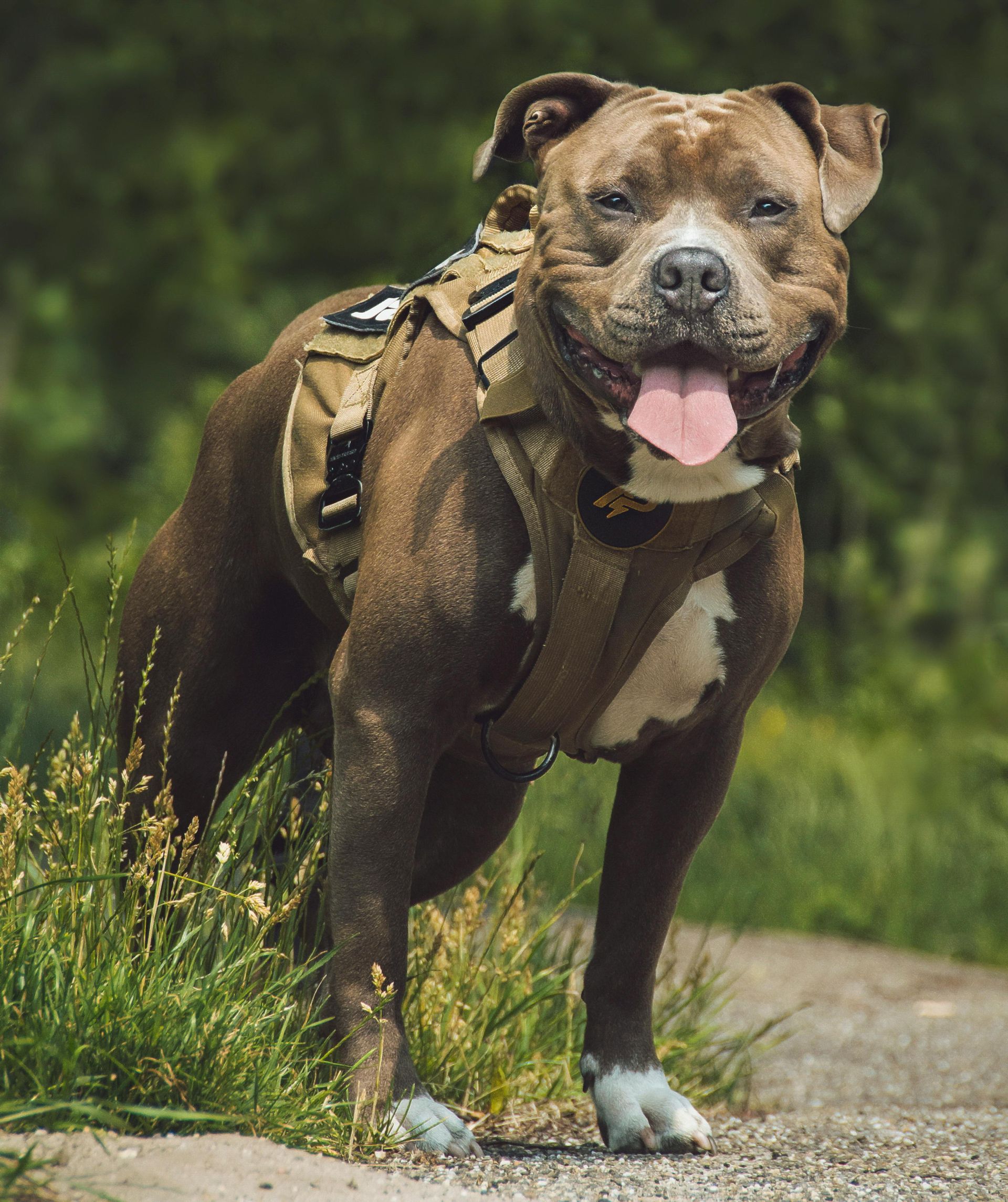 A brown dog wearing a harness is standing in the grass.