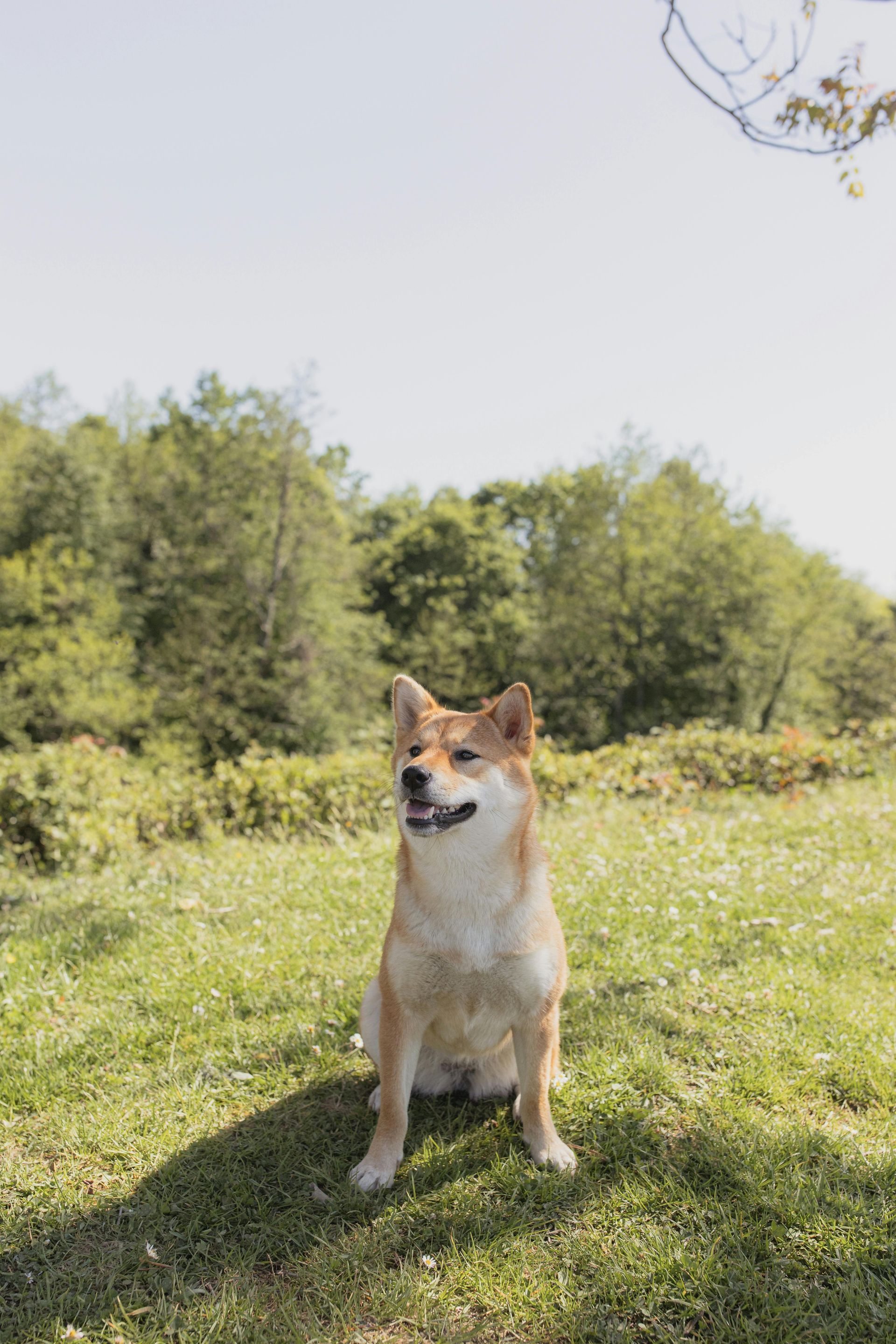 A shiba inu dog is sitting in the grass in a field.