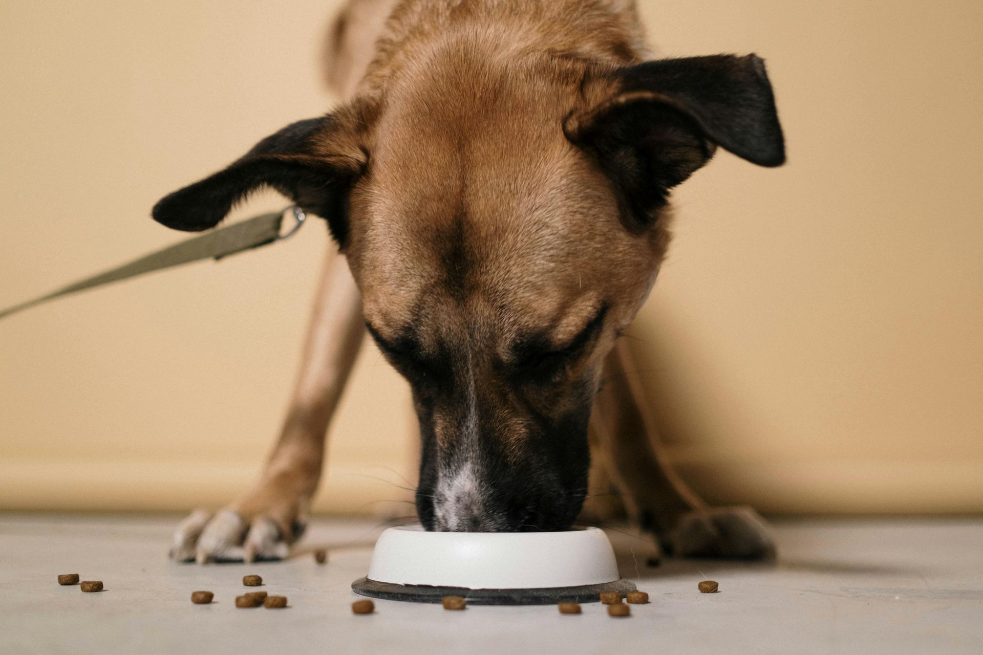 A dog is eating food from a bowl on the floor.