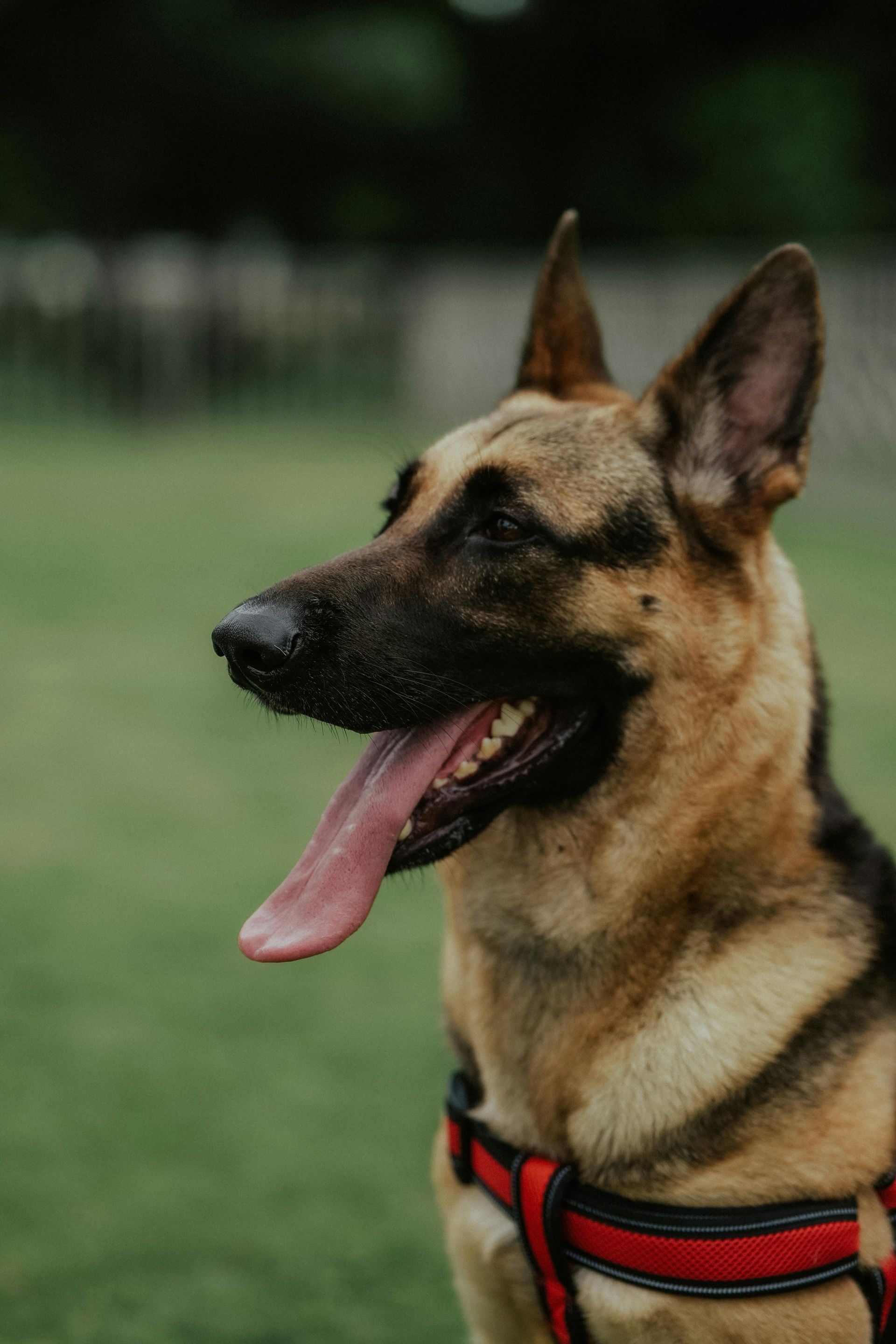 A close up of a german shepherd with its tongue hanging out.