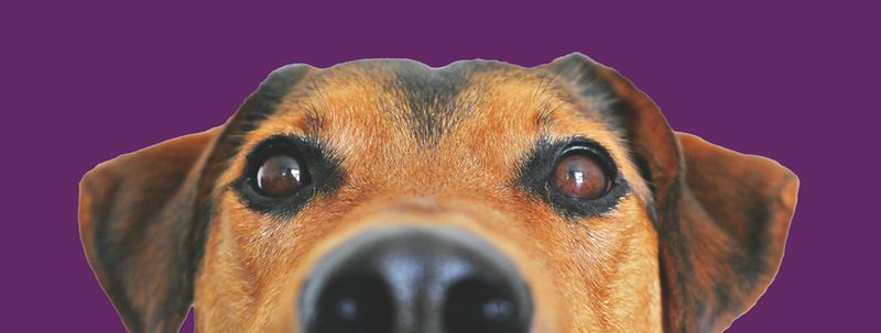 A close up of a dog 's face on a purple background.