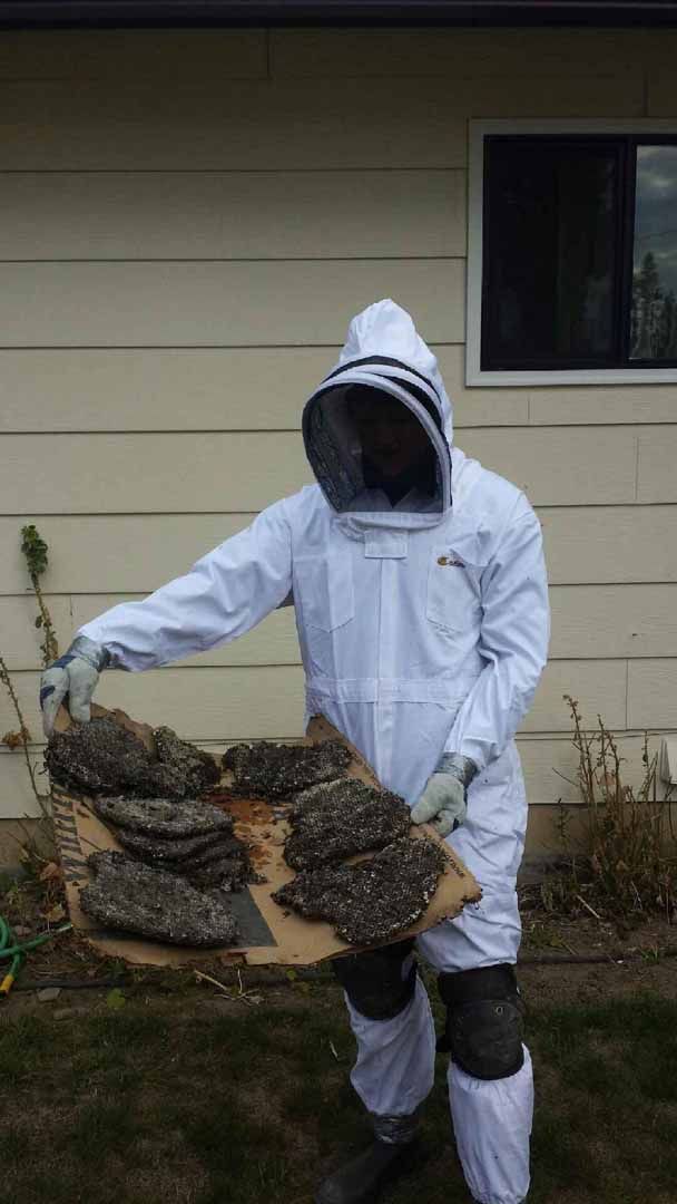 Gallery Bug Off Pest Control Kalispell, Hamilton, Polson, MT