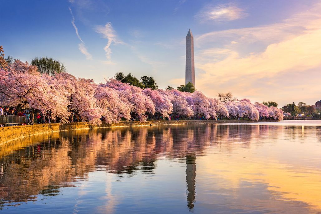 A lake surrounded by cherry blossom trees in washington d.c. with the washington monument in the background.