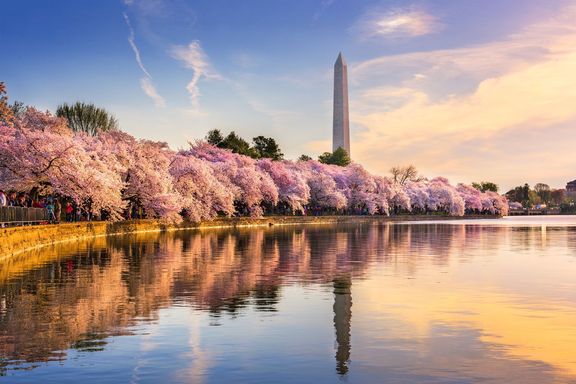 A lake surrounded by cherry blossom trees in washington d.c. with the washington monument in the background.