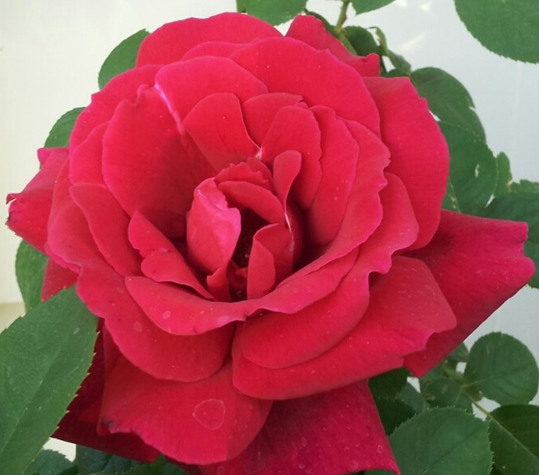 close up of red rose