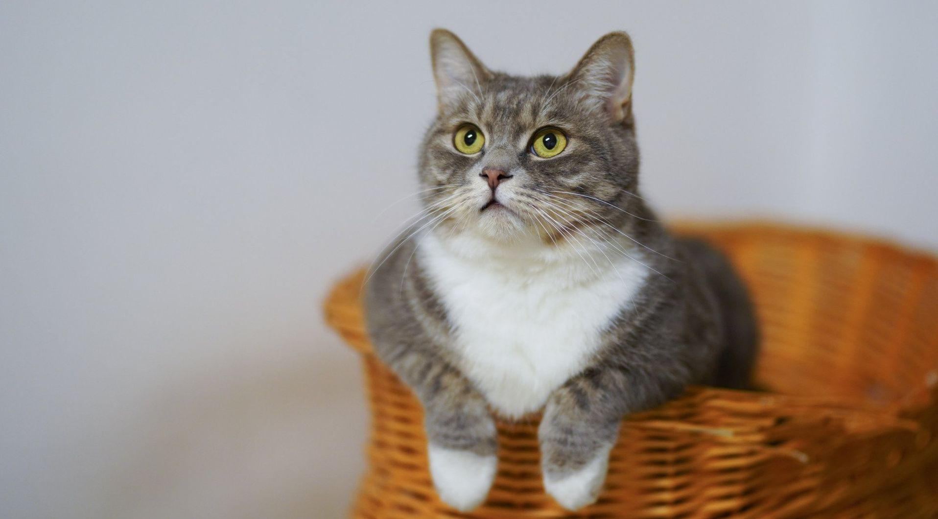 A grey and white tabby cat sits in a woven wicker basket, looking upward with alert, bright yellow-green eyes.
