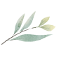 A watercolor painting of a green leaf on a white background.