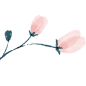 Two pink flowers on a green stem on a white background.