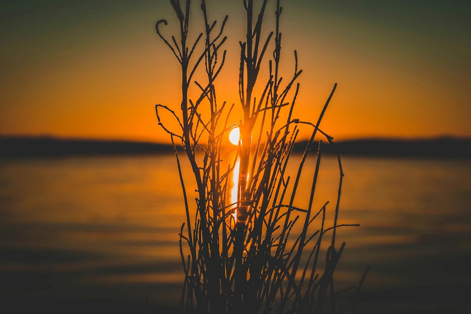 A Sunset Over A Body Of Water With A Plant In The Foreground — Airborne Auto Air in The Entrance, NSW