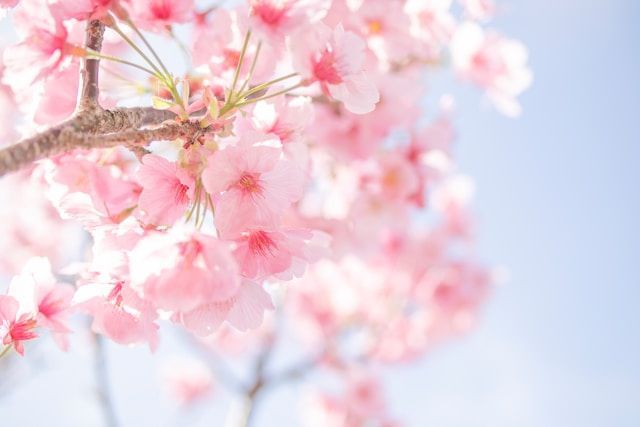 cremation services Middletown, PA