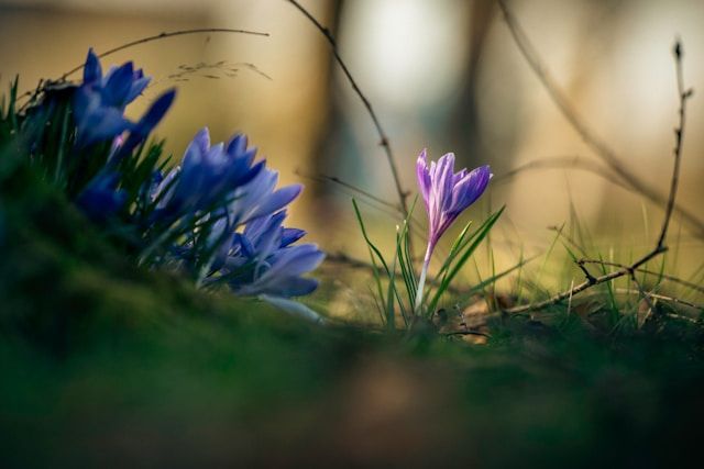 Purple and blue flowers blooming in soft light, symbolizing remembrance, funeral homes Allentown, PA