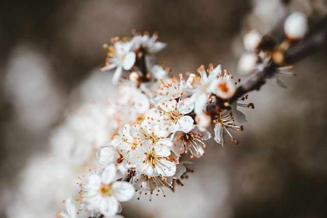 White blossoms on tree branch in soft focus, symbolizing remembrance, funeral homes Middletown, PA