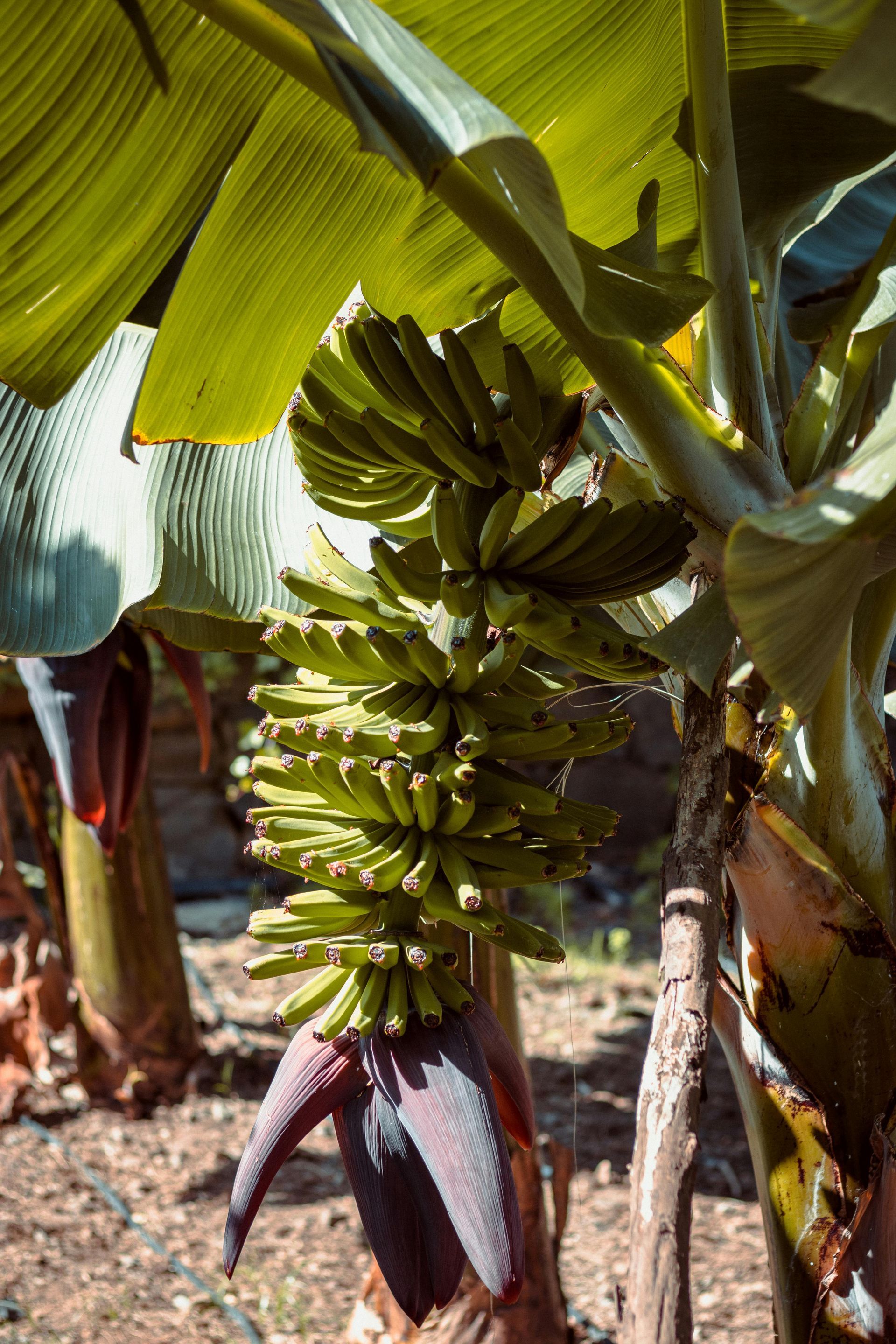 A bunch of bananas are growing on a banana tree.