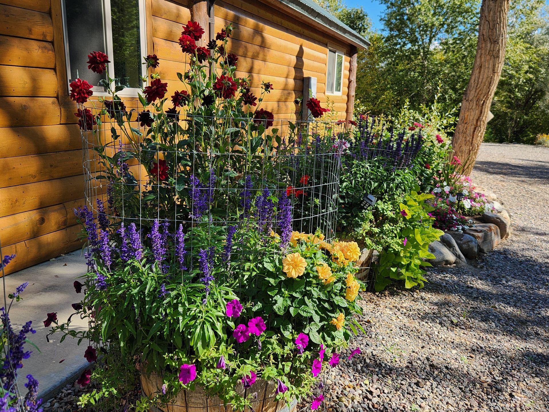 A vibrant garden bed featuring red roses, purple salvia, and yellow flowers beside a log cabin on a sunny day.