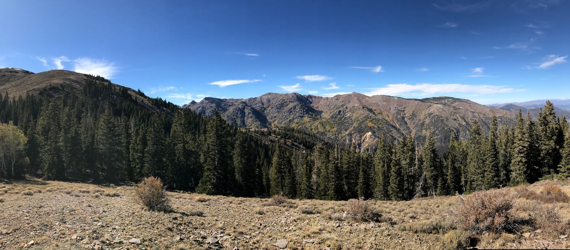 Panoramic view of a rocky, grassy foreground leading to a dense pine forest and jagged, sunlit mountain ridges.