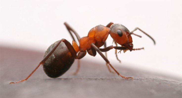 sugar ants
