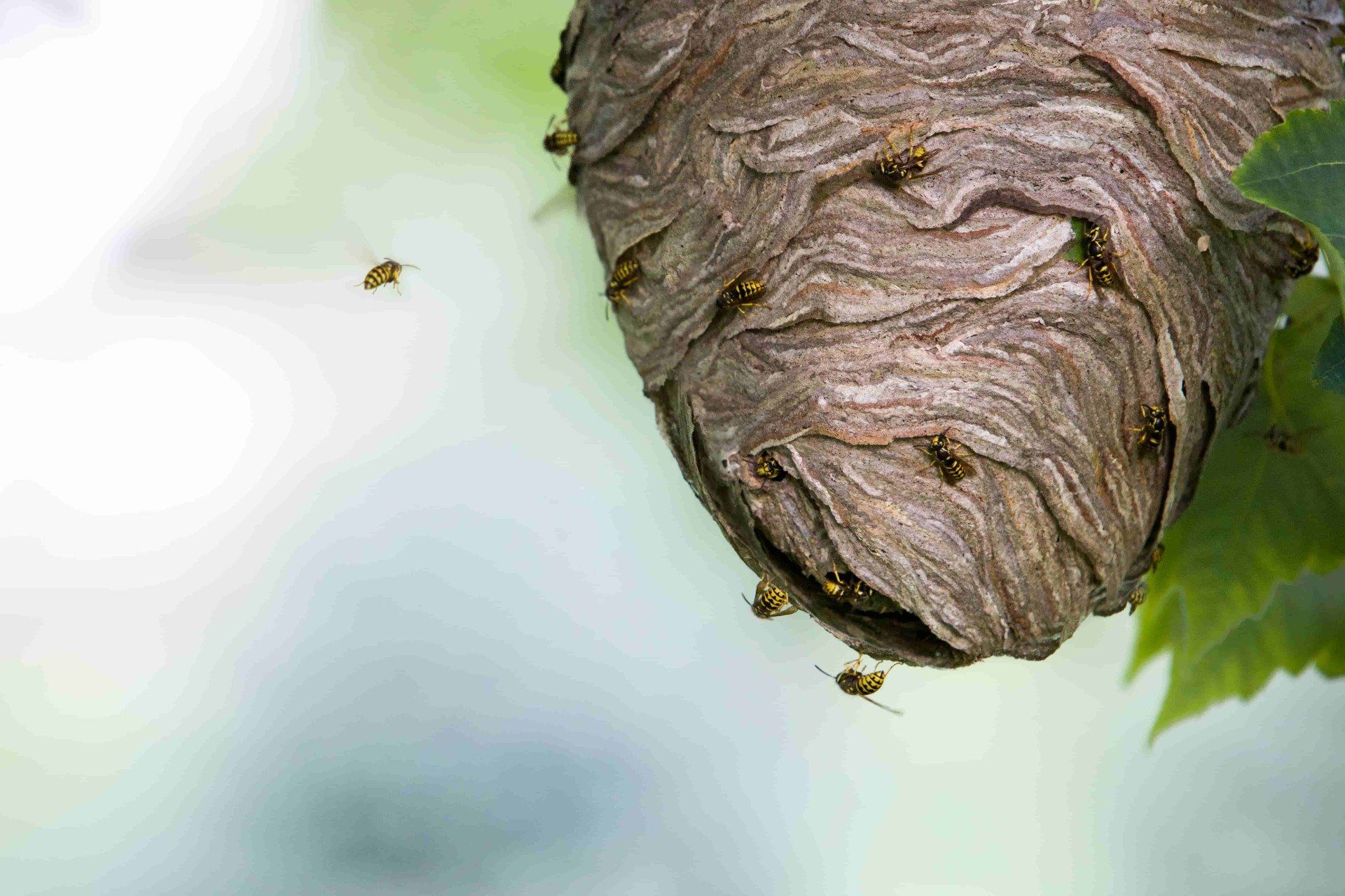 wasp hornet nest