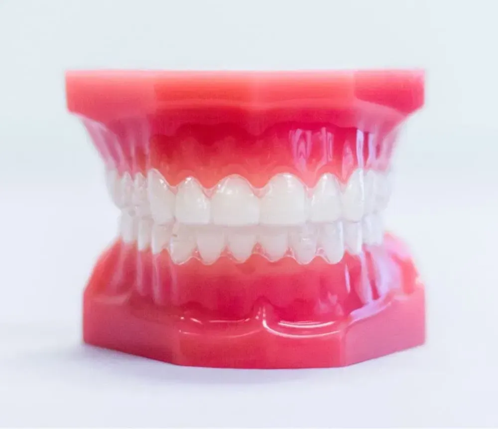 Model of human teeth set in pink gums, showcasing dental structure.