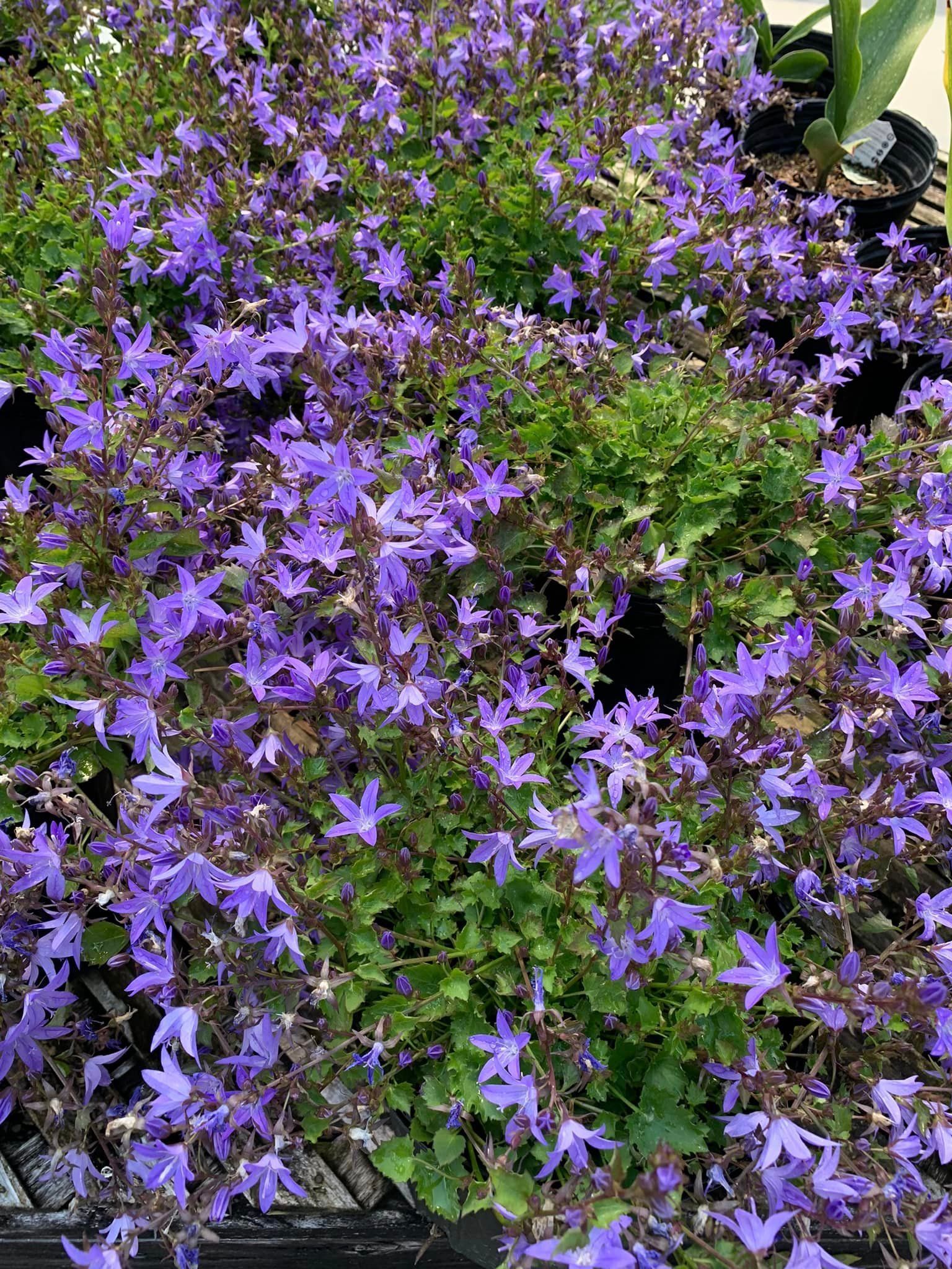 Purple flowers
