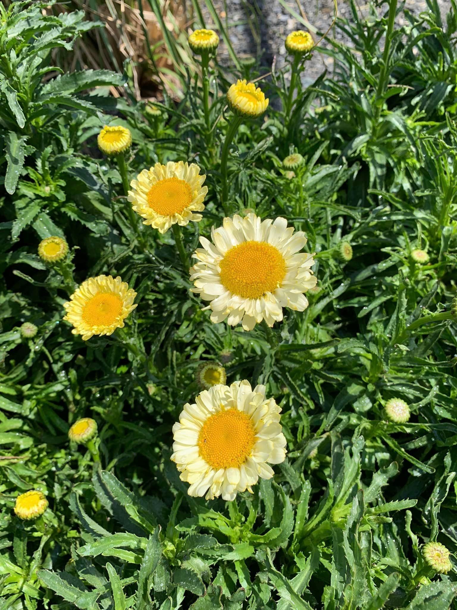 Landscaping plants and flowers