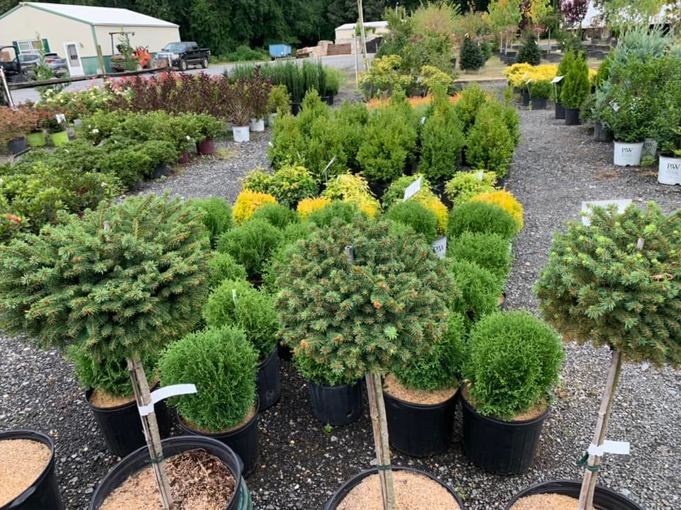 decorative plants and shrubs