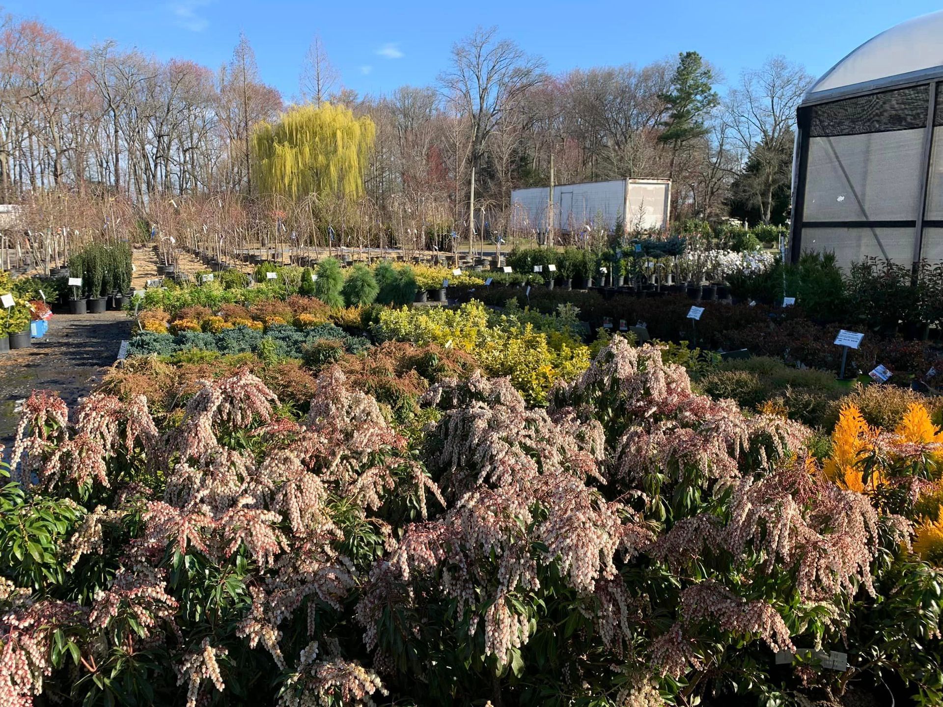 Landscaping plants and flowers
